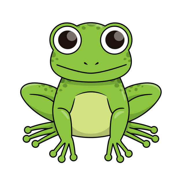 vektor-illustration des frosches isoliert auf weißem hintergrund. - bullfrog frog amphibian wildlife stock-grafiken, -clipart, -cartoons und -symbole