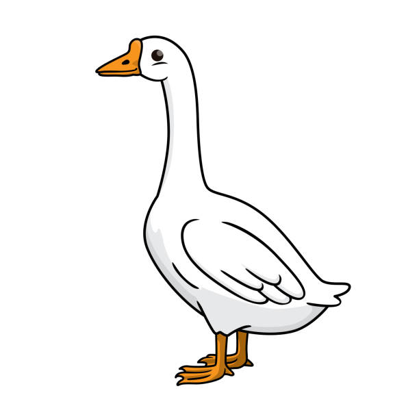 Canada Geese Cartoon Illustrations, Royalty-Free Vector Graphics & Clip Art  - iStock