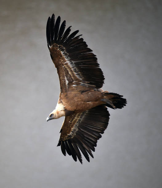 istock griffon vulture flying in a natural park 1198528054