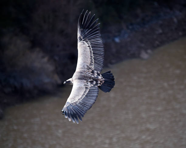 istock griffon vulture flying in a natural park 1198528059