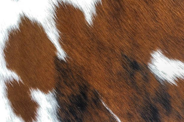 소가죽 모피 텍스처 배경 - textured textured effect hide leather 뉴스 사진 이미지
