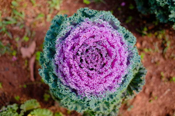istock water droplet on decorative flowering cabbage kale. garden decorate with vegetable 1198529407