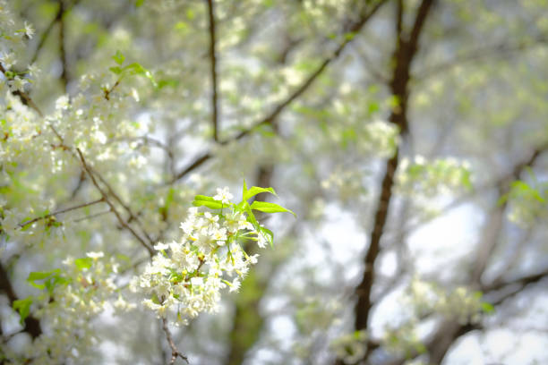 wild himalayan sakura cherry blossom flower. blooming white flora tree in park. Prunus Cerasoides