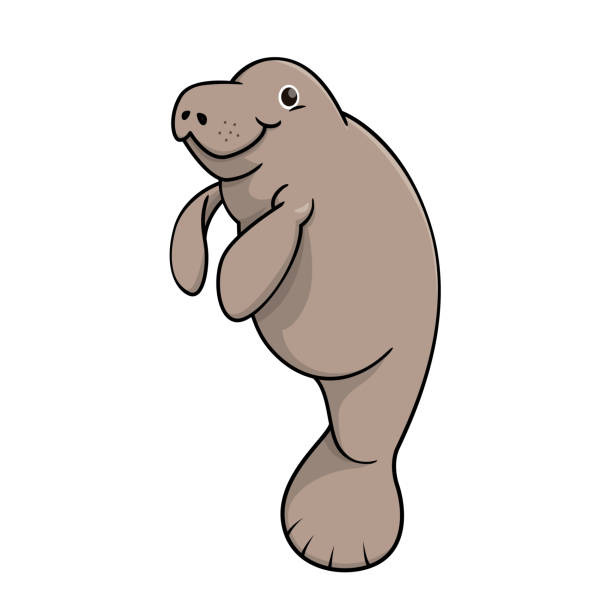 ilustraciones, imágenes clip art, dibujos animados e iconos de stock de ilustración vectorial de manatí aislado sobre fondo blanco. - manatee
