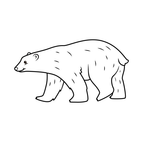 wektorowa ilustracja niedźwiedzia polarnego wyizolowana na białym tle. dla dzieci kolorowanka. - polar bear young animal cub isolated stock illustrations