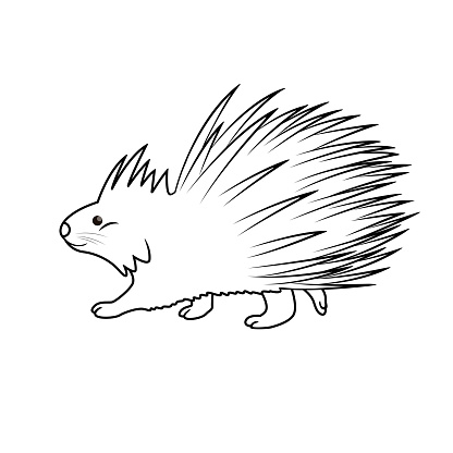 Vector illustration of porcupine isolated on white background. For kids coloring book.