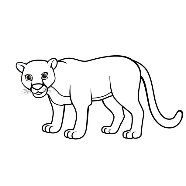 Vector Illustration Of Puma Isolated On White Background For Kids Coloring  Book Stock Illustration - Download Image Now - iStock