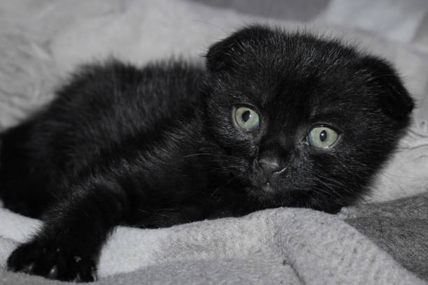 istock little black kitty with sad eyes 1198530610
