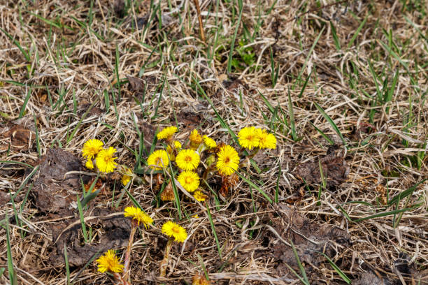 istock Coltsfoot flower (Tussilago farfara) on meadow 1198531592