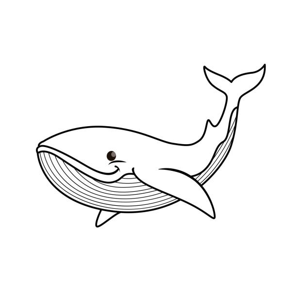ilustraciones, imágenes clip art, dibujos animados e iconos de stock de ilustración vectorial de ballena aislada sobre fondo blanco. para niños libro para colorear. - cachalote