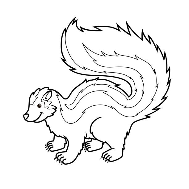 stockillustraties, clipart, cartoons en iconen met de illustratie van de vector van zorilla die op witte achtergrond wordt geïsoleerd. voor kinderen kleurboek. - stinkdier