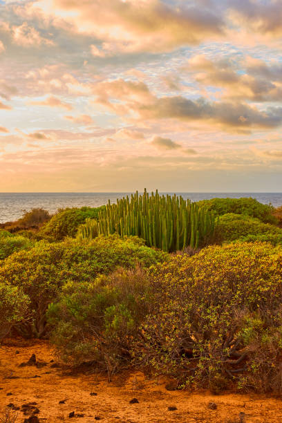 istock Tenerife at sunset - Landscape 1198531790
