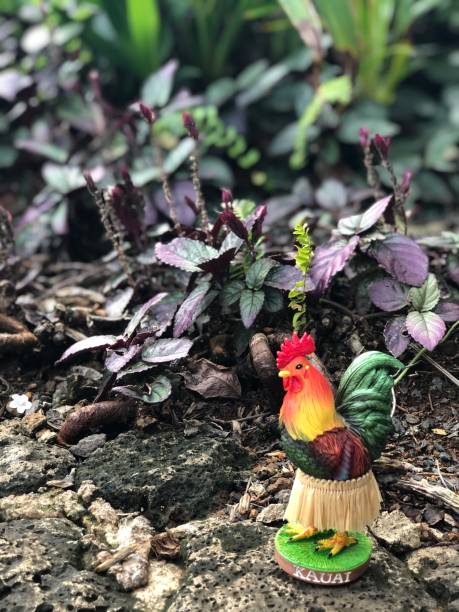 istock A Dashboard Rooster With Hula Skirt 1198532377