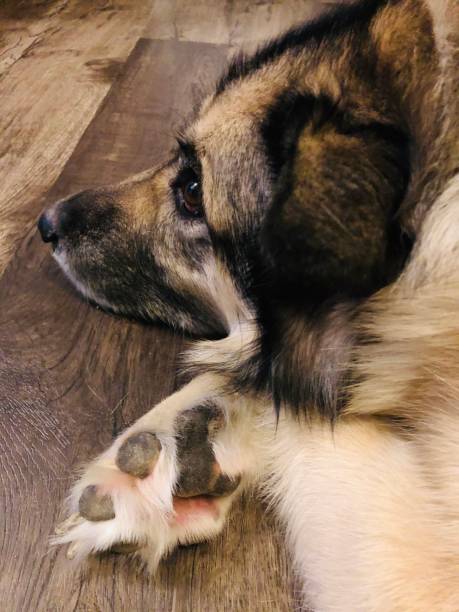 istock Alaskan Malamute Dog Rests on Floor 1198532526