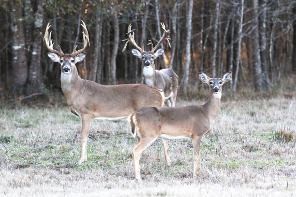 istock Trio of Deer 1198532534