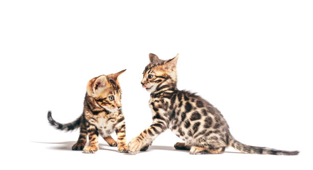istock Two Bengal cats playing together, isolated on white 1198532596
