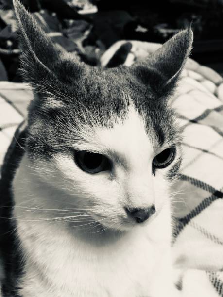 istock Angry Cat in Black and White 1198533402