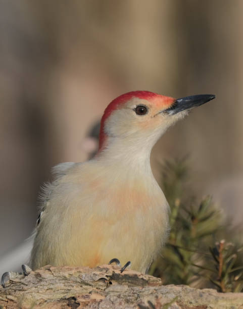 istock Red-bellied Woodpecker 1198533856