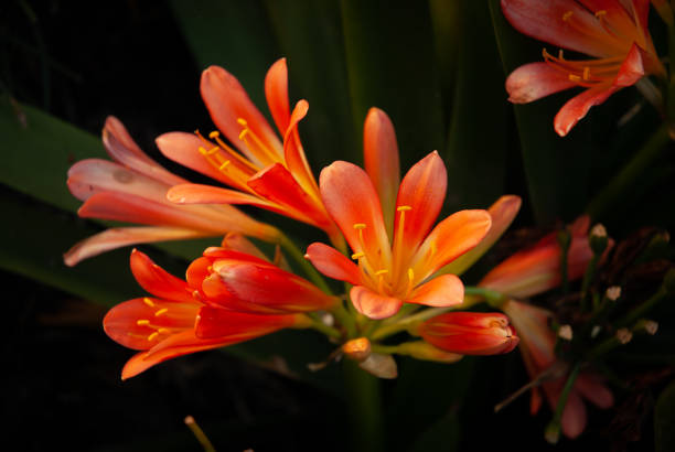 istock garden flowers 1198533870