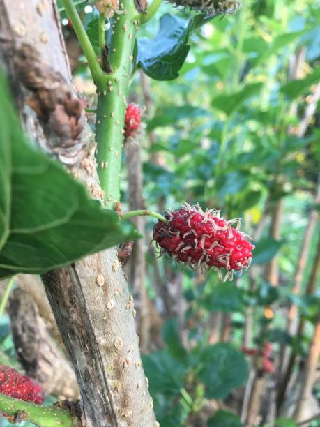 istock Beautiful mulberry fruit in the garden 1198533964