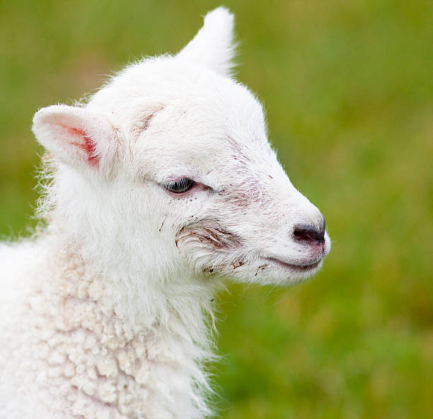 istock Newborn Lamb Close Up with Birth Mark 119853530