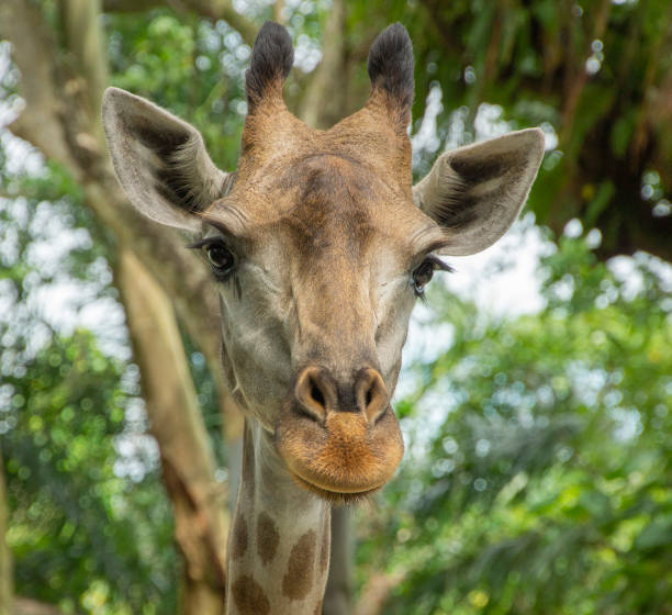 istock portrait of a giraffe 1198538644