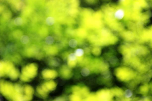istock blurred green background. effect bokeh, green foliage 1198540113