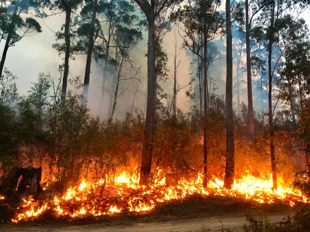 feu de brousse australien - nouvelle galles du sud photos et images de collection