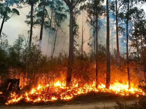 Photo of Australian Bushfire