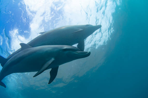 istock two dolphins nature photography 1198542043