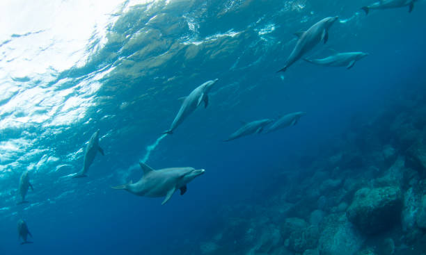 istock large family dolphins 1198542857