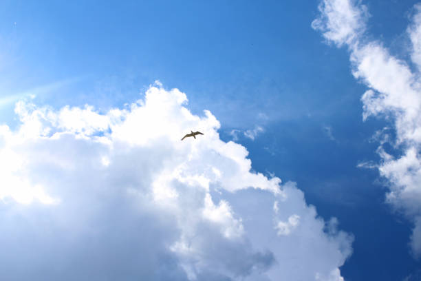 istock a large thundercloud in the sky with the sun shining through 1198542862