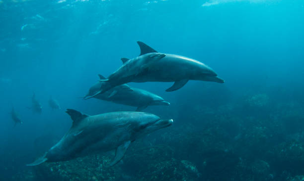 istock large family dolphins photo 1198542888