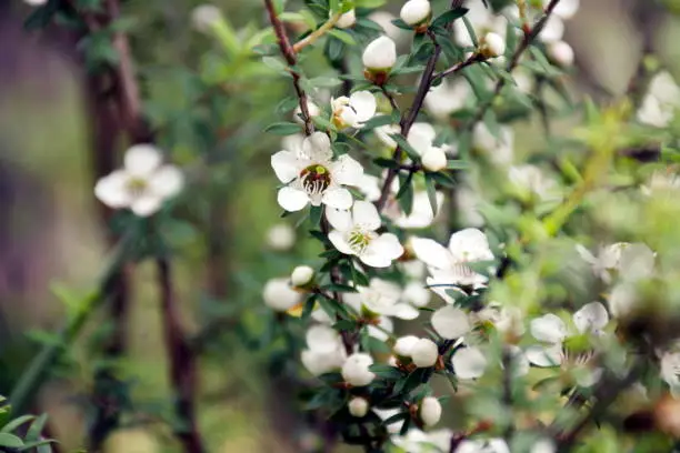 Manuka (Leptospermum Scoparium) New Zealand's Tea Tree in Soft Focus.

The nectar source for the highly valued antibacterial Manuka Honey made by New Zealand's Honey Bees. Manuka Honeys are thought to be so potent at healing infections that many hospitals around the world are now turning to them.