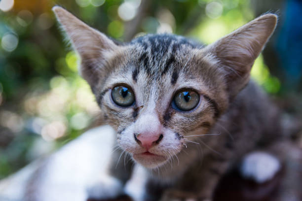 istock Thai cat in the garden with bokeh background 1198546254