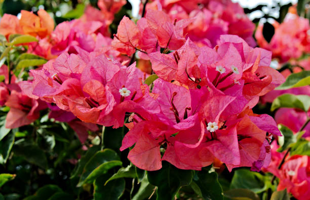 istock Red Color Bougainvillea Flower 1198546282