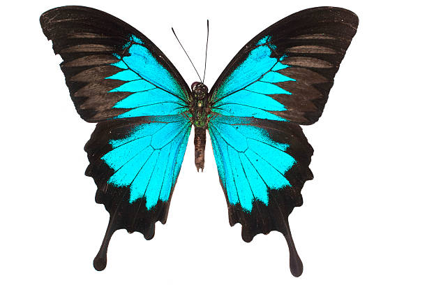 istock butterfly in the collection-isolated 119854652