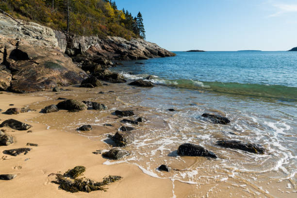 istock Waves, rocks, and seaweed on a sandy beach beneath rocky cliffs and colorful autumn forest 1198547301