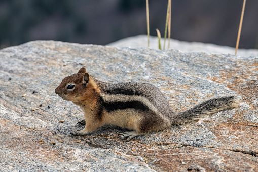 Siberian chipmunk in the forest; One small striped rodent in the family of Sciuridae.   Close-up and sitting on top of a fallen tree.