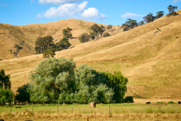 istock Cows on the field, on a summer day. 1198547402