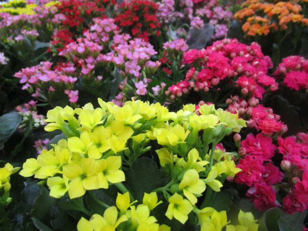 istock Many Colors Springtime Flowers in Bloom 1198547404