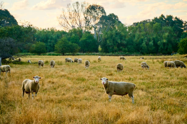 The Sheep on a farm outdoor. In Australia. stock photo