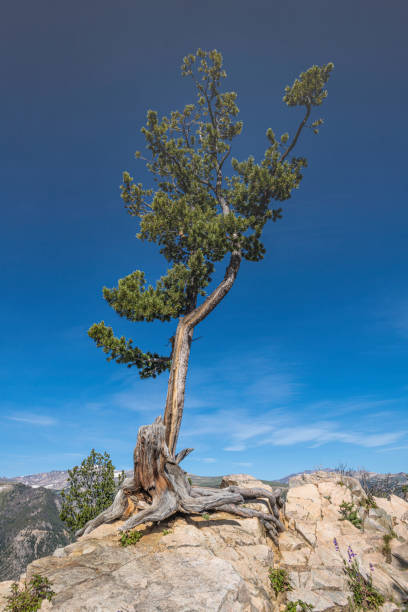 istock Pinus albicaulis,  whitebark pine, white pine, pitch pine, scrub pine, and creeping pine can be found in the high altitude areas of the the Beartooth Highway, in Wyoming 1198548139