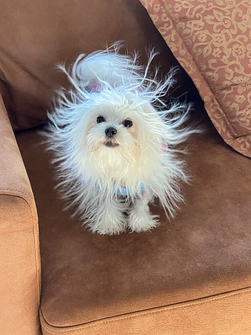 Maltese Dog Puppy On A Couch With Hair Standing On End Due To Static  Electricity Stock Photo - Download Image Now - iStock