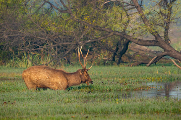 Sambar deer or rusa unicolor close up in beautiful winter light and colorful background at wetlands of keoladeo national park or bird sanctuary, bharatpur, rajasthan, india Sambar deer or rusa unicolor close up in beautiful winter light and colorful background at wetlands of keoladeo national park or bird sanctuary, bharatpur, rajasthan, india bharatpur stock pictures, royalty-free photos & images