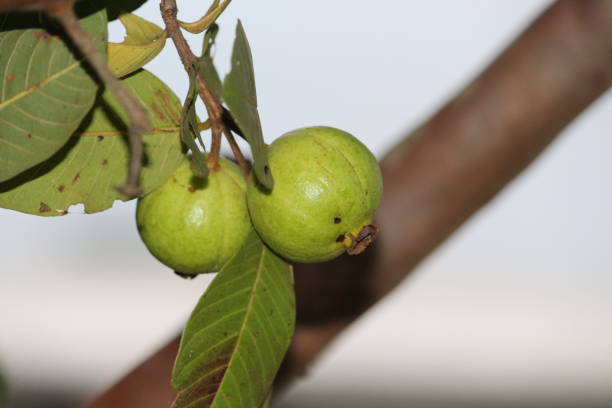 istock Bunch of guava fruit 1198556181