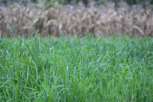 istock Finger millet farming 1198556242