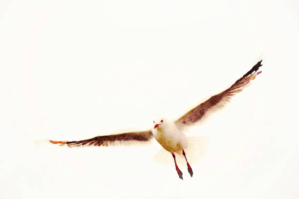 This is my Photographic Image of a Seagull in Flight in a Watercolour Effect. Because sometimes you might want a more illustrative image for an organic look.