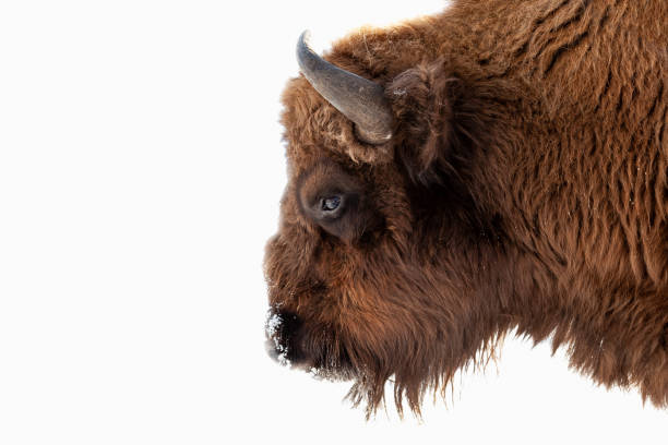 istock Bison bull head with brown fur and horns on a white isolated background. 1198557953
