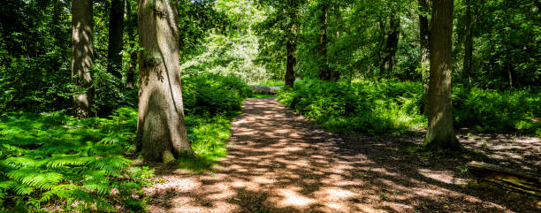 istock forest trail track footpath through lush green woodland 1198558016